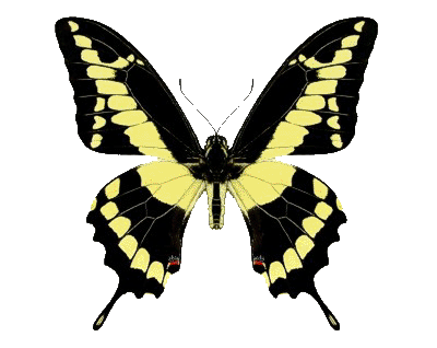 mariposa_011